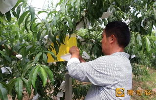 句容農民妙招頻出，綠色農產品這樣“種”成