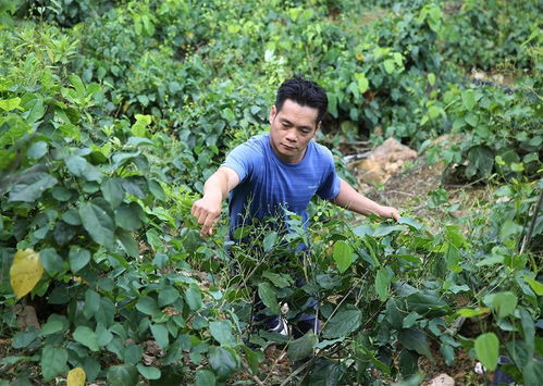 龍布村 特色農產品出山，鼓起群眾錢袋子