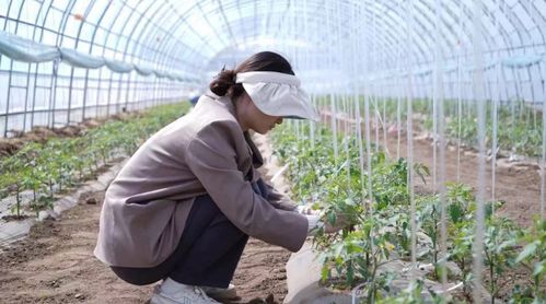 科技小院與共享菜園 科班研究生入村，為農產品種植注入新生機