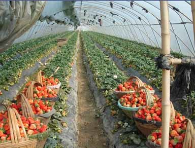 左店鄉水產養殖的發展與前景