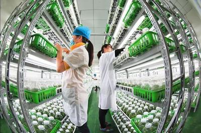 漫談｜各司其職完善產業鏈，讓農民種上放心田——水產養殖篇