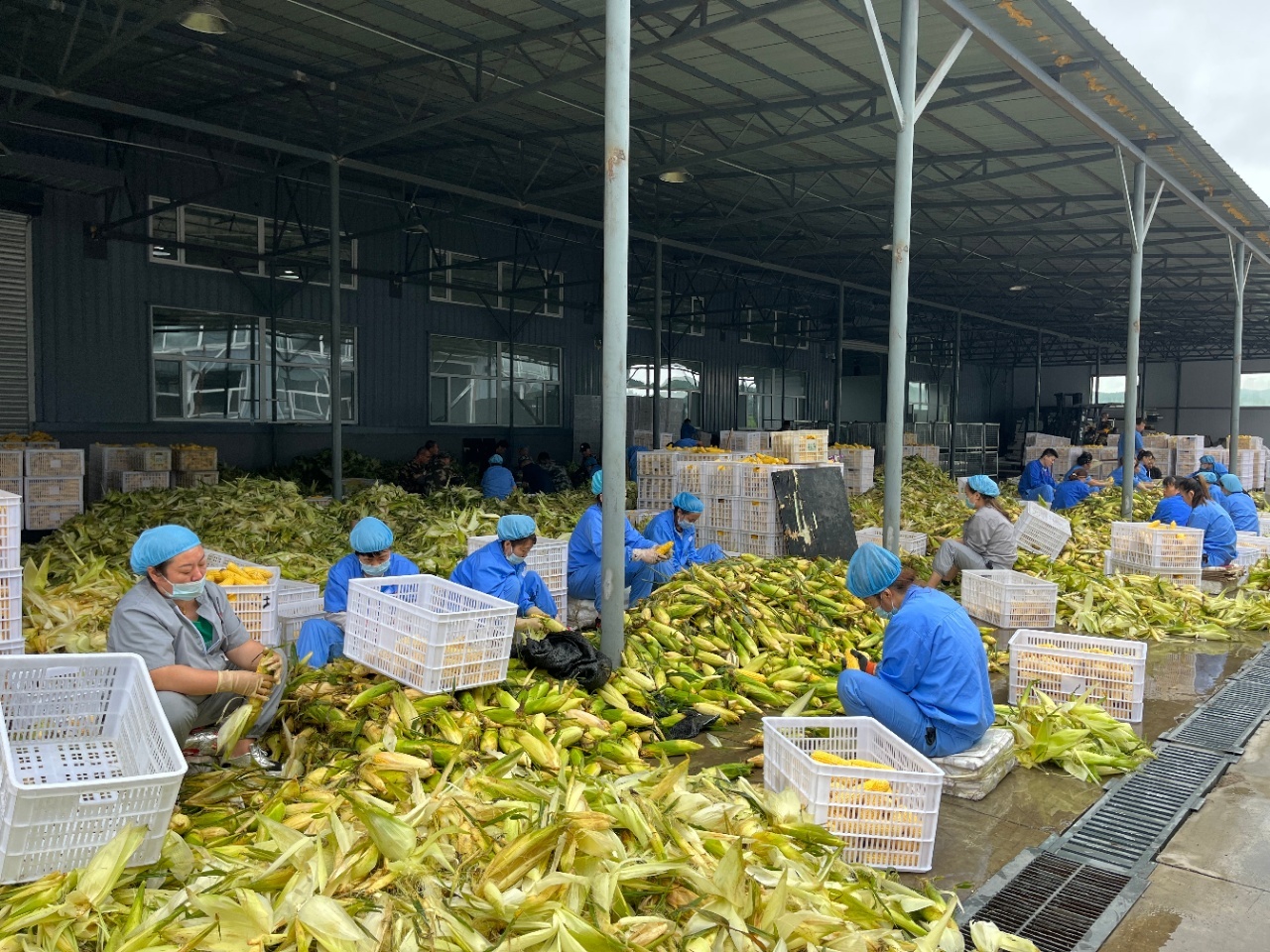 玉米界的翹楚 郭老丈鮮食玉米，解鎖肯德基同款奶香美味