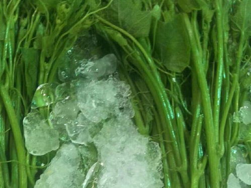 廣東云浮新建萬噸冷鏈物流基地，助力農(nóng)產(chǎn)品保鮮與水產(chǎn)養(yǎng)殖升級(jí)